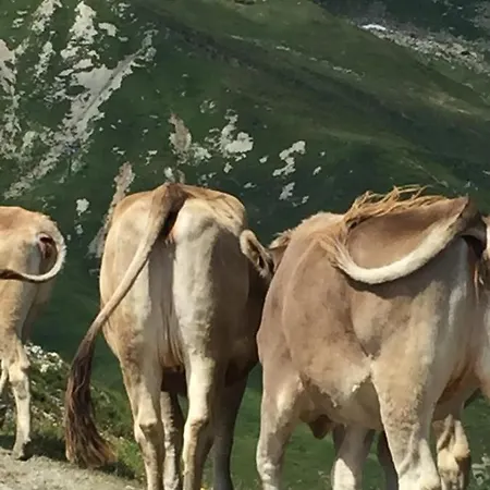 Raich Appartamento Prutz