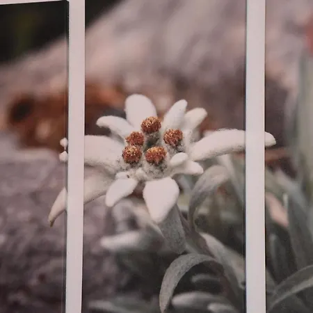 Raich Appartamento Prutz