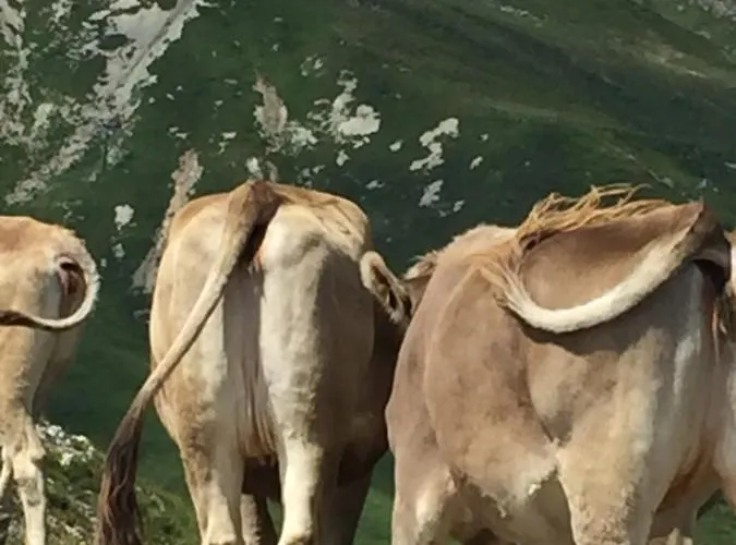 Raich Apartman Prutz