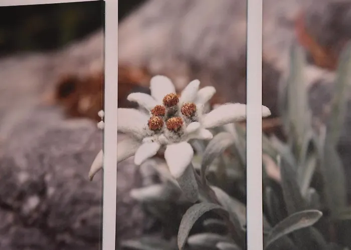 Raich Apartman Prutz